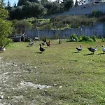 Kavalino *