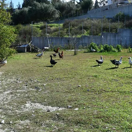 Kavalino *